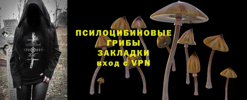 Галлюциногенные грибы Psilocybe  Зарайск 